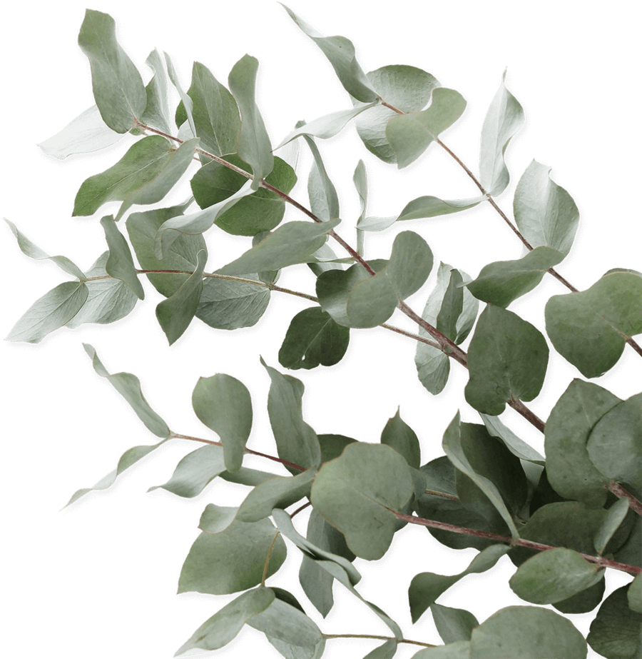 Light, dusty green eucalyptus leaves and branches stretch from the right side to the left.